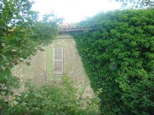 De klimop heeft jaren vrij spel gehad